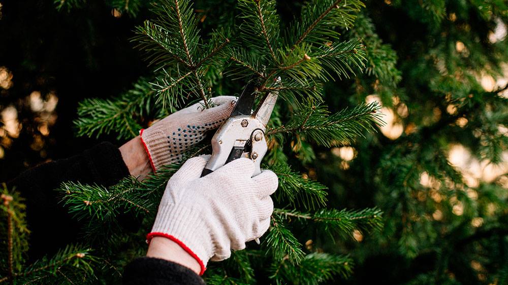 Billede til den relaterede nyhed 6 gode råd til at arbejde med grandækning uden at få ondt